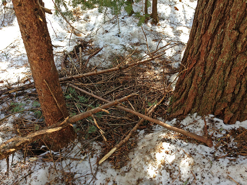 Bed on top of snow at base of pine