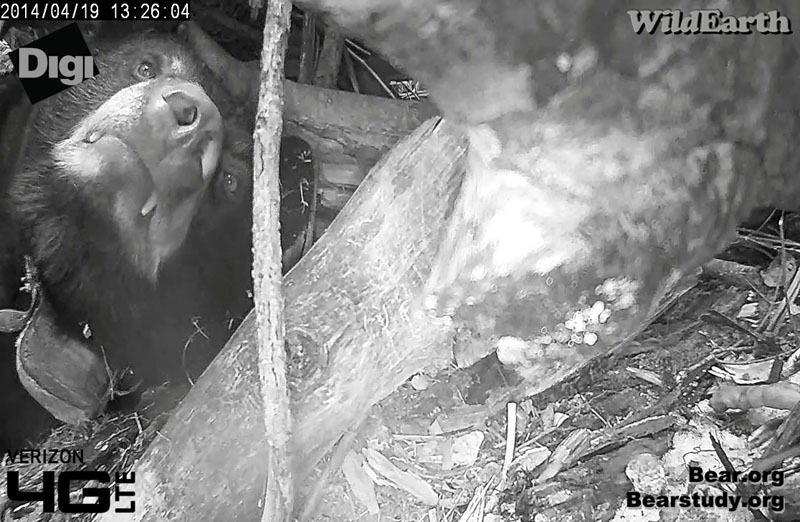 My what big teeth you have, Juliet!