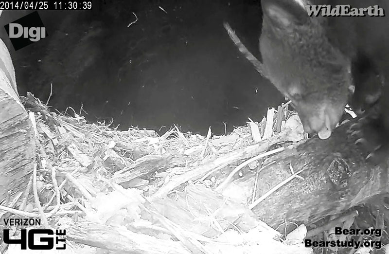 Cub licks water off log