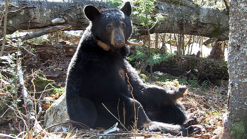 Aster sitting - wound visible