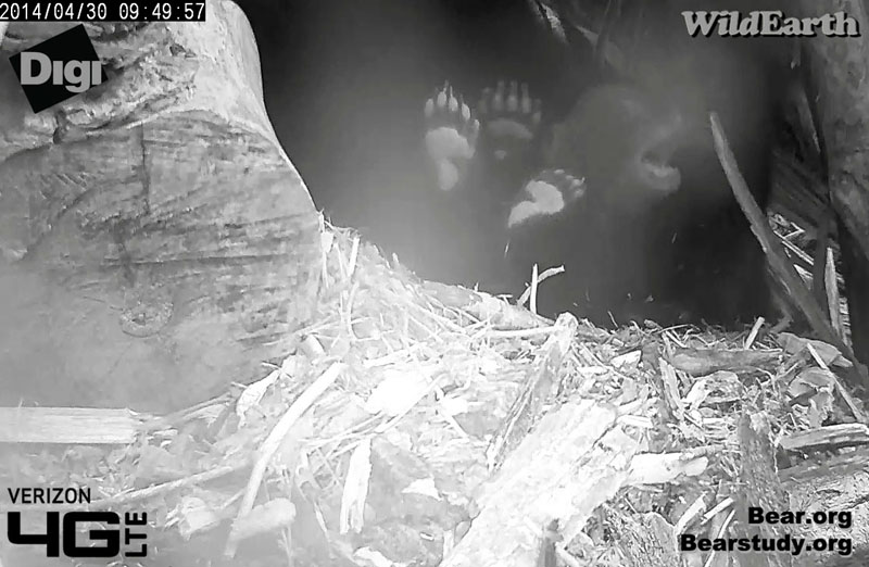 One foot, two feet, three feet!