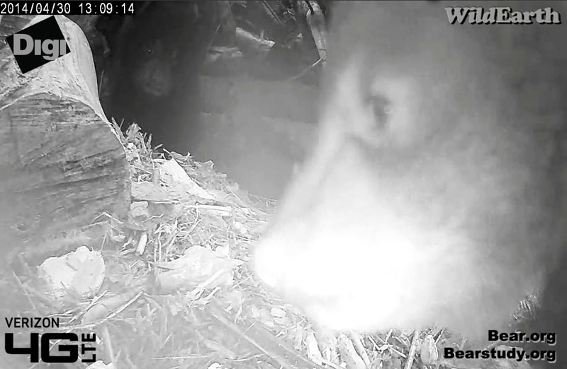 Cubs near and far