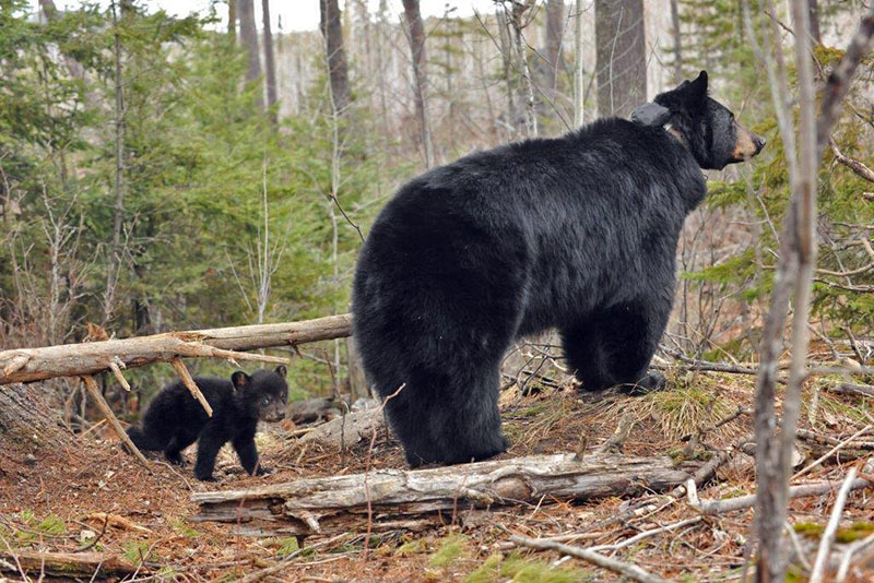 Juliet and cub