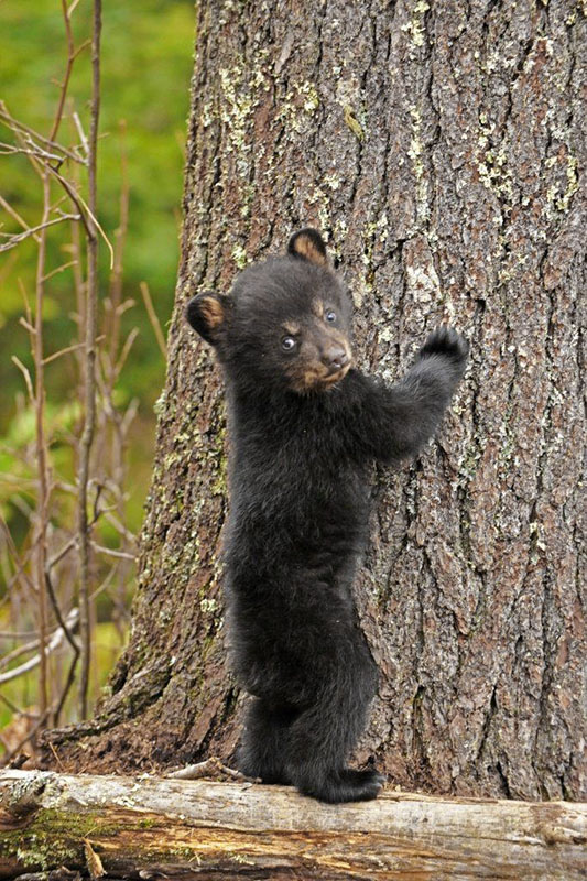 Juliet's cub