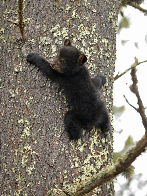 Ray climbs down - May 3
