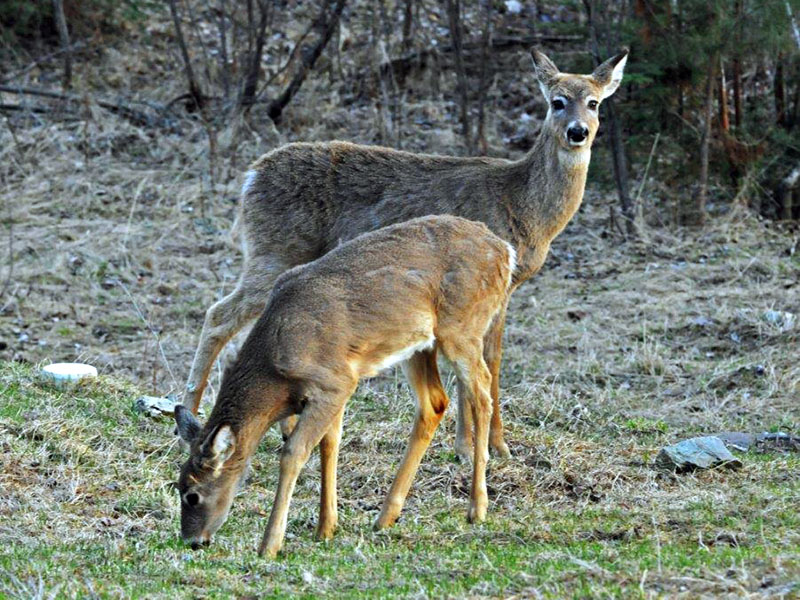 Deer eating grass