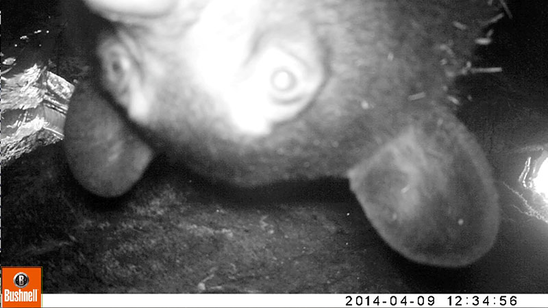 20140504 Trail cam