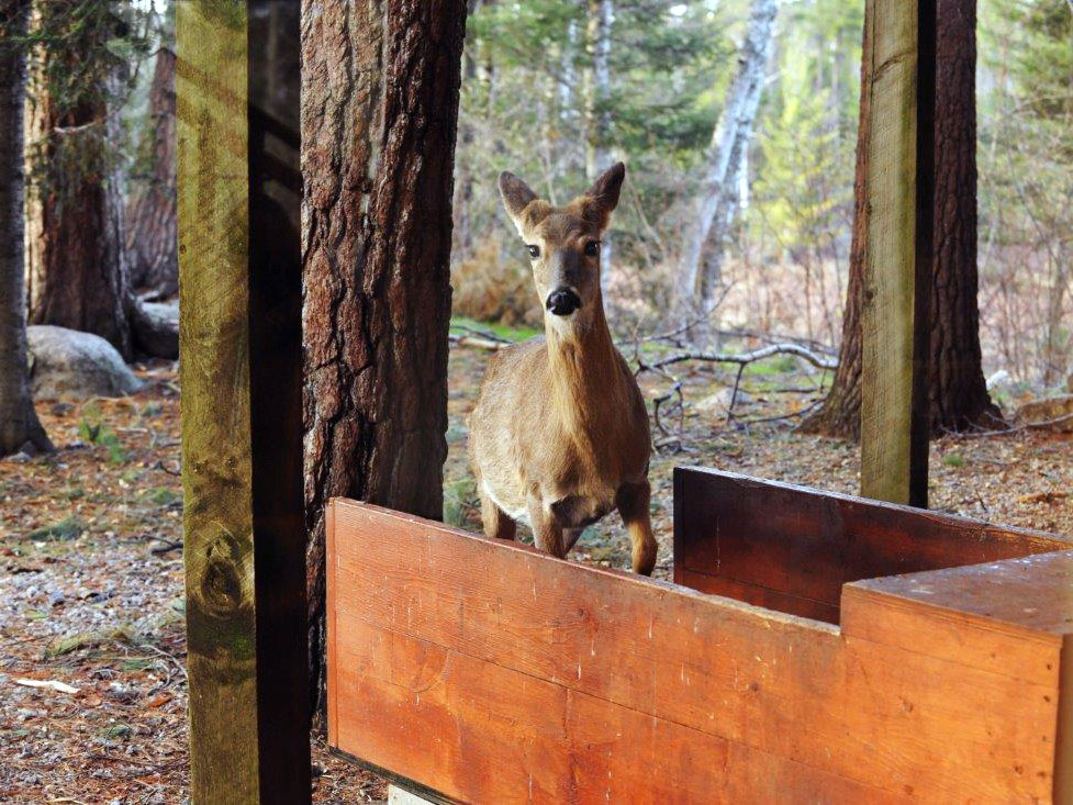 White-tailed deer at scale - May 13
