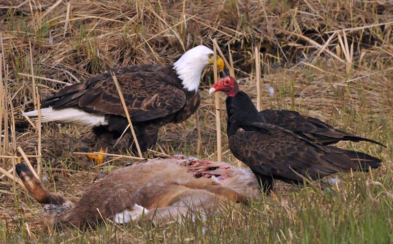 Eagle and vulture feed on deer