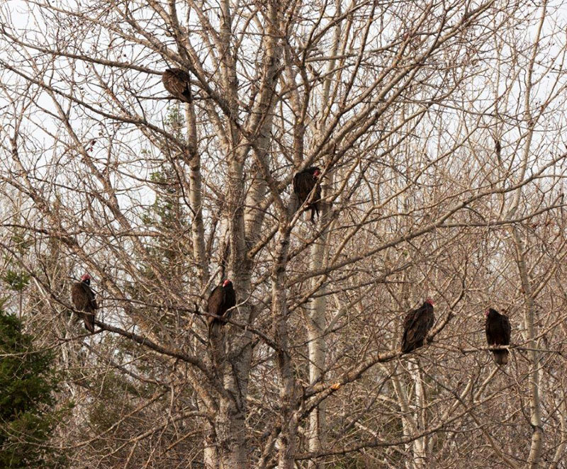 Vultures waiting