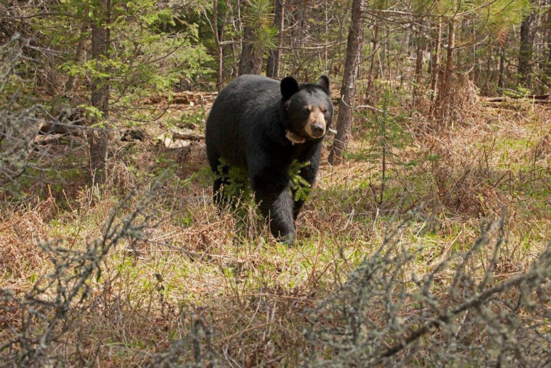 Lily straddling spruce