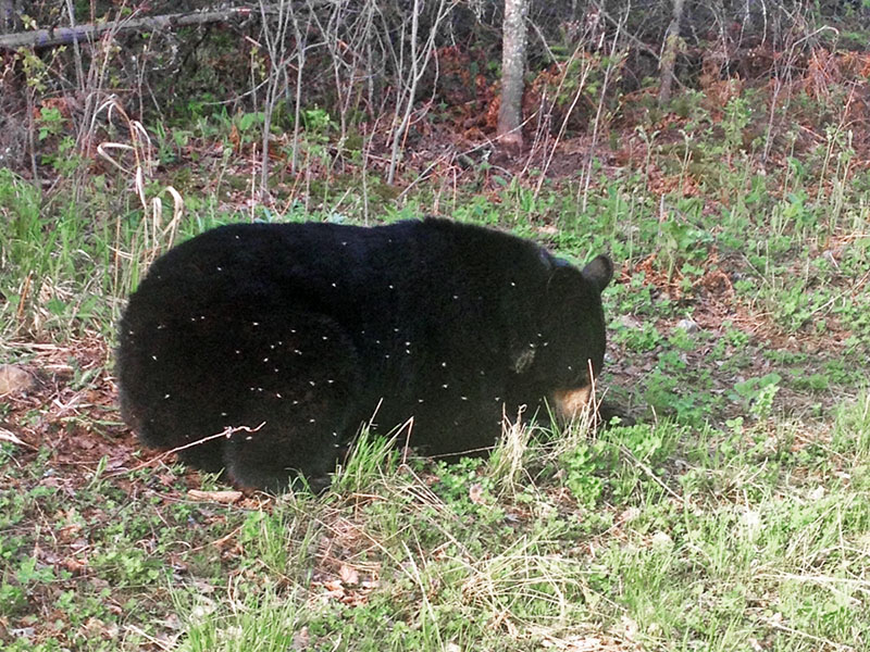 Lily feeds on clover