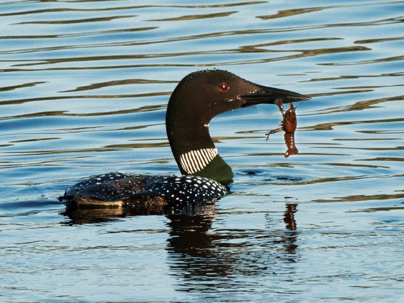 Loon with crayfish