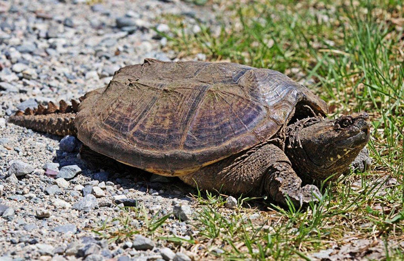 Snapping turtle