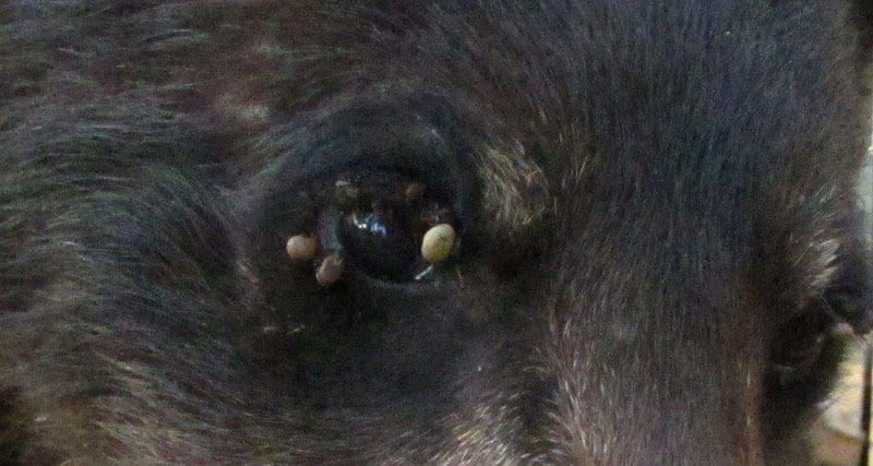 Braveheart's yearling