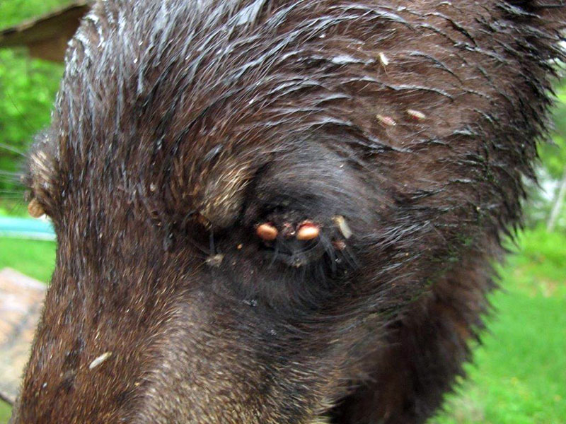 Yearling with ticks