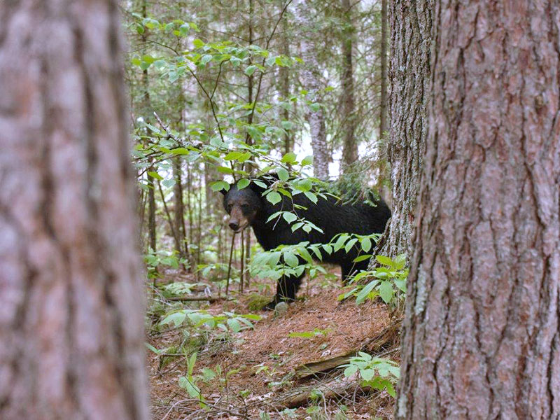 Jewel