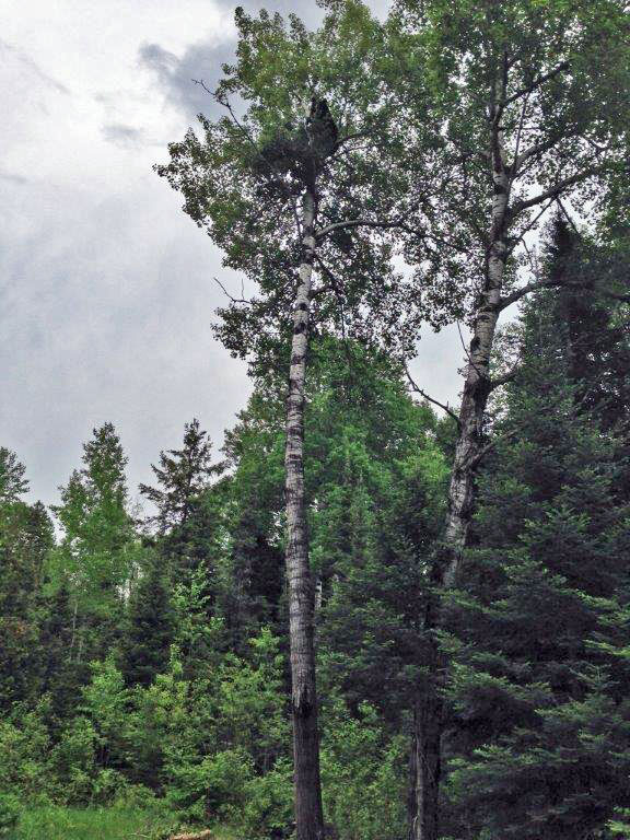 Lucky high in aspen