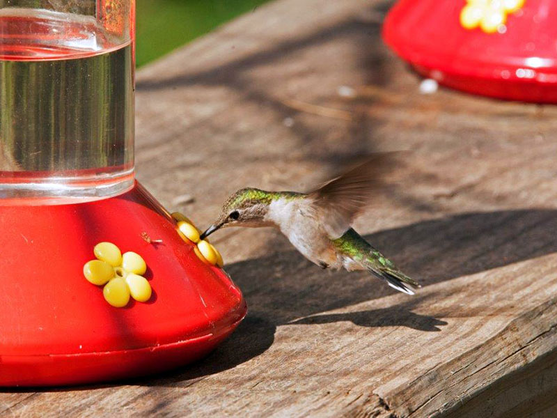 Hummingbird at feeder