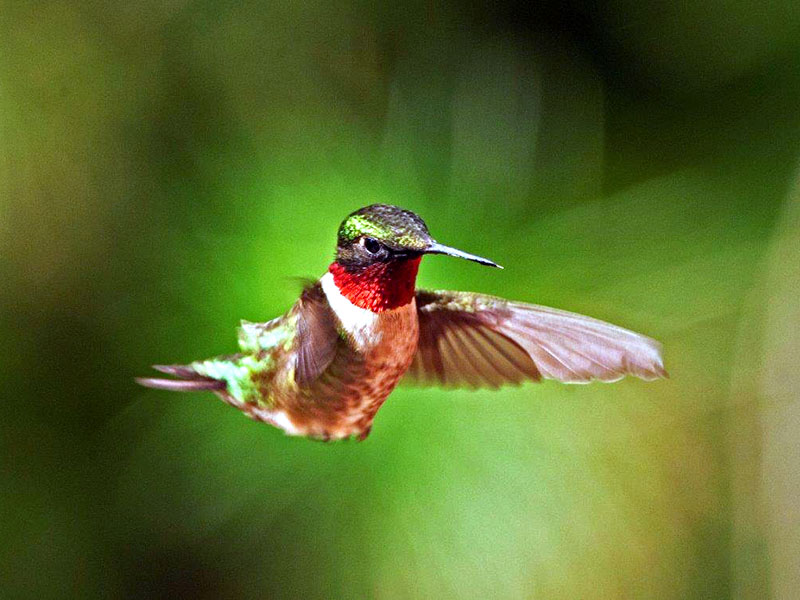 Hummingbird flying