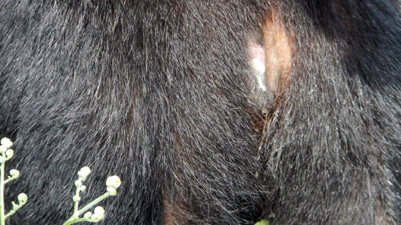 Aster's bullet wound