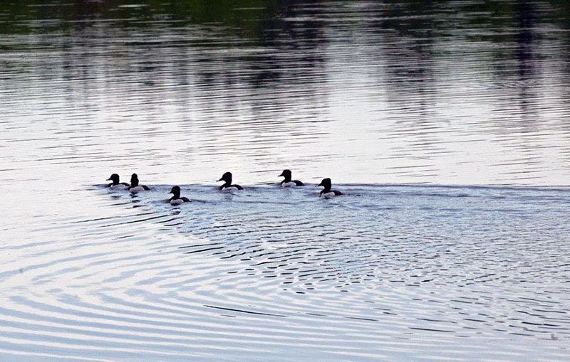 Ring-necked Ducks