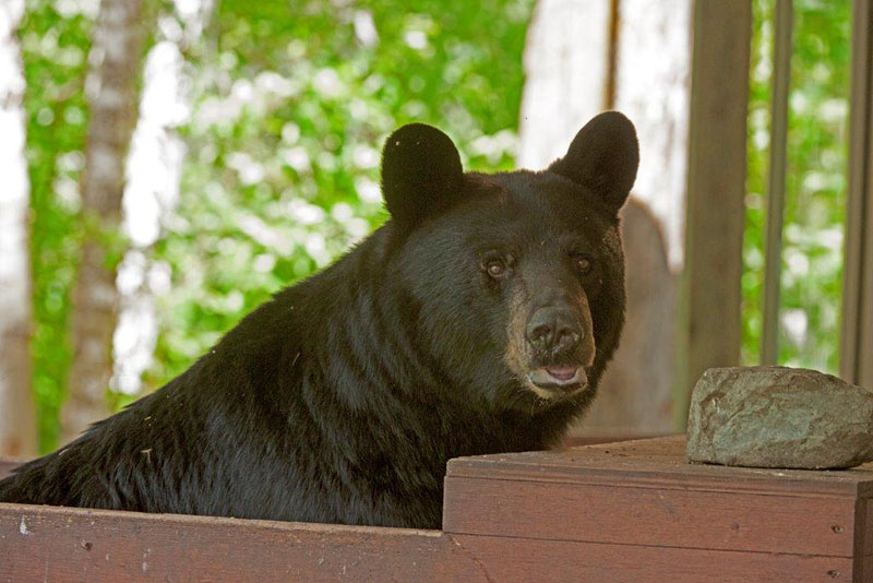 20140613 Braveheart on scale