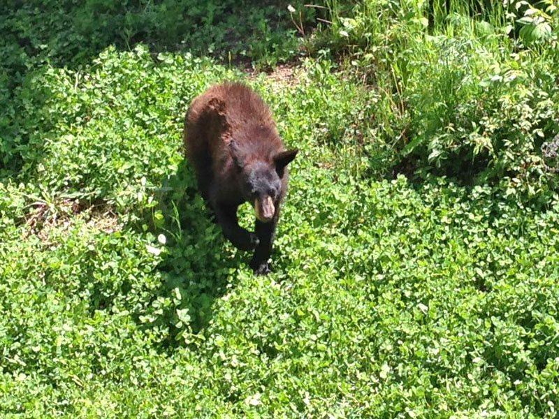Holly in clover patch
