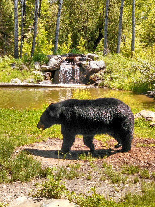Holly on falls behind Ted
