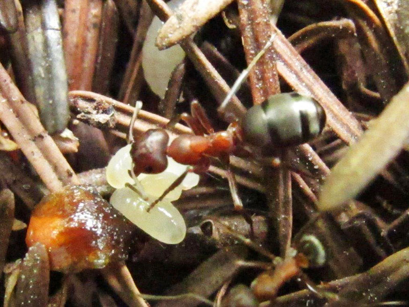 Ant - Formica sp.