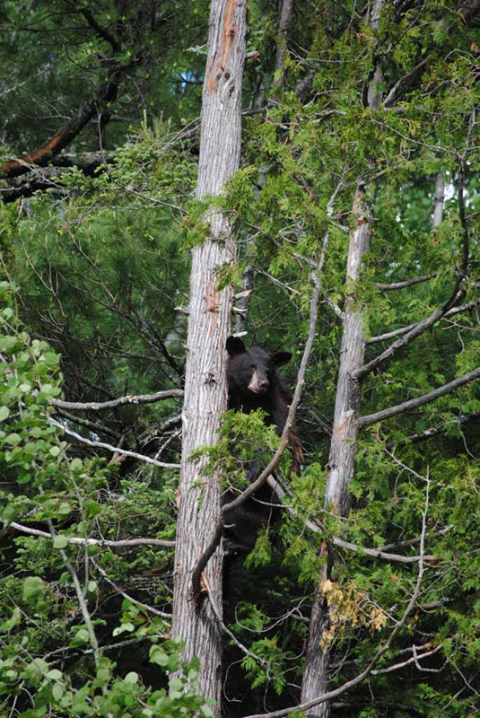 20140615 Holly watches for Lucky