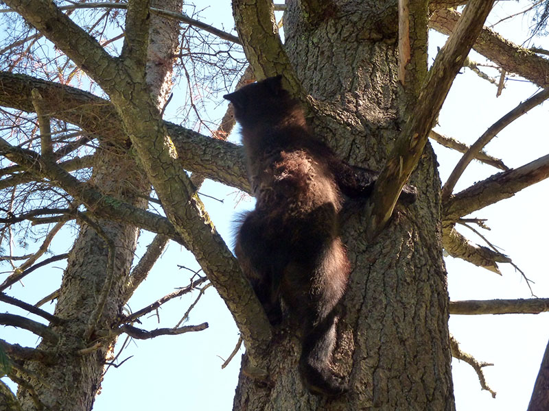 Holly climbs down - June 16