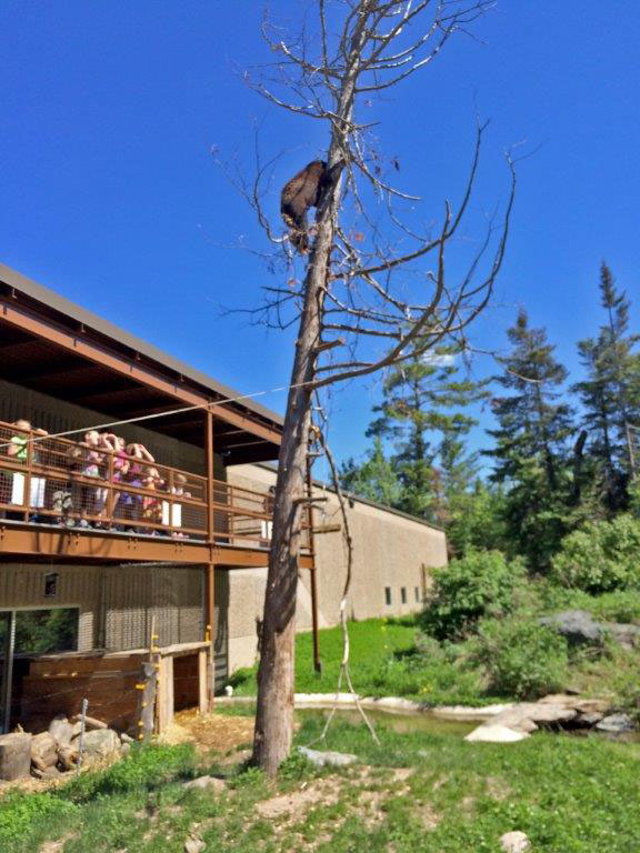 Holly up planted cedar