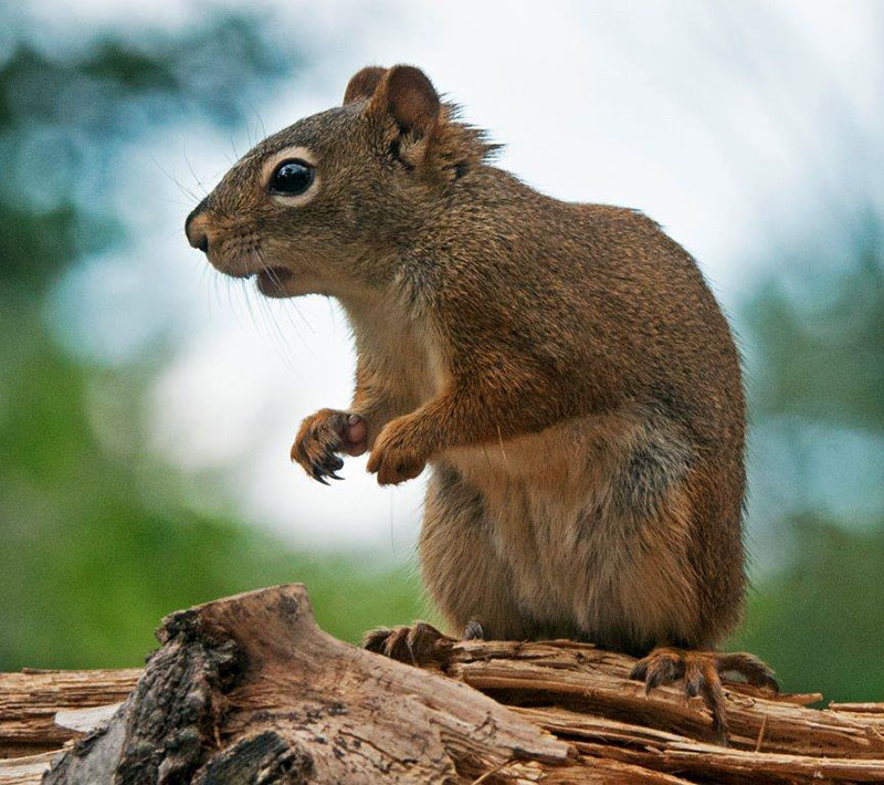 Red Squirrel - June 17