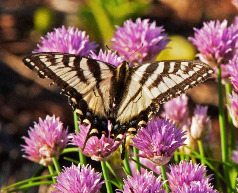 Tiger Swallowtail