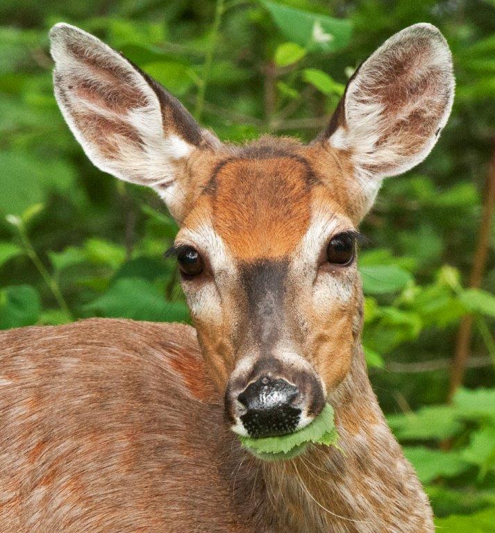 Doe with Hazel Leaf