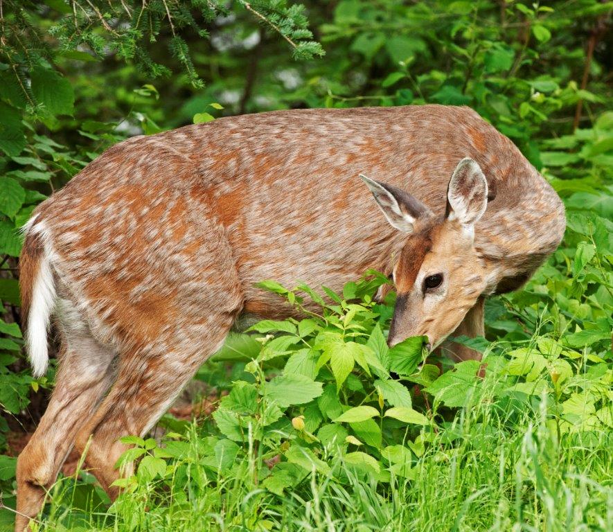 Doe shedding