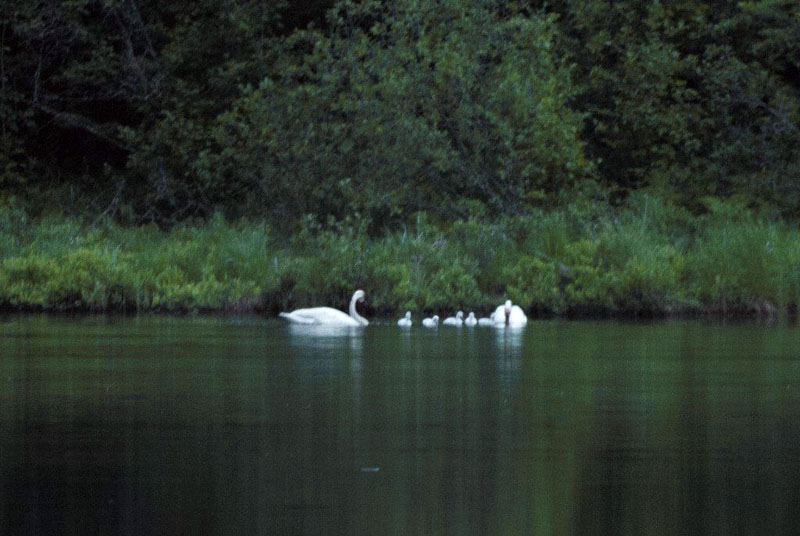 Trumpeter Swans