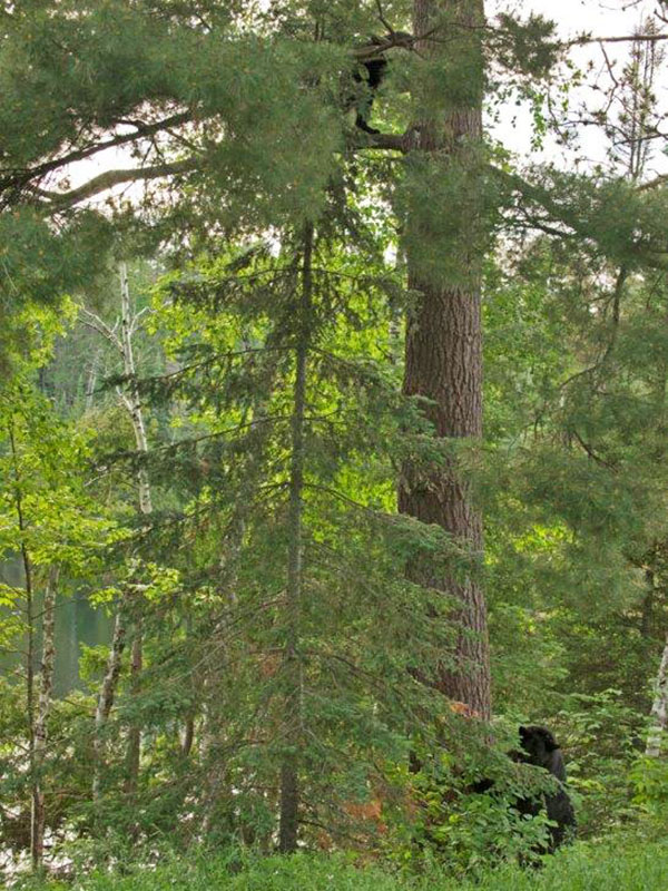 Braveheart and treed yearling