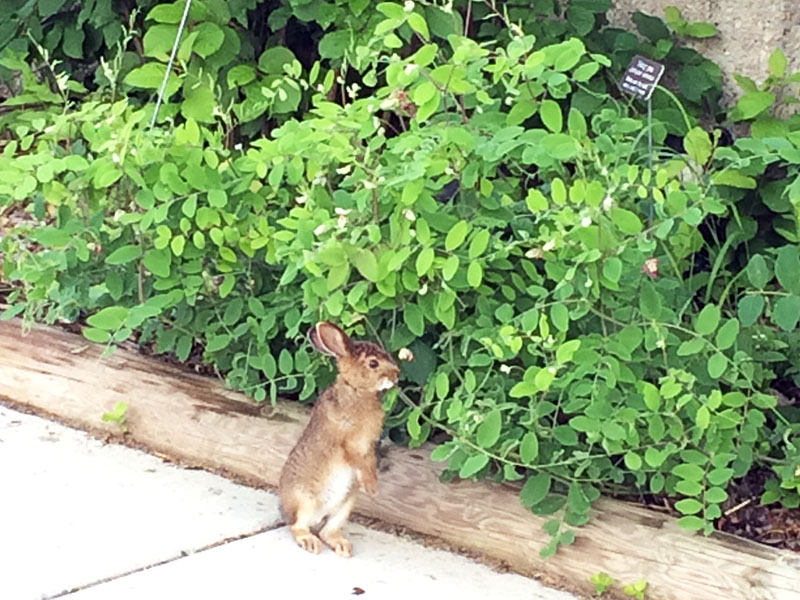 Hare eating peavine