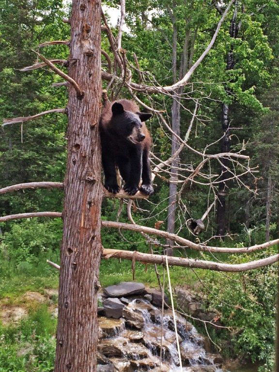 Holly in cedar - June 25