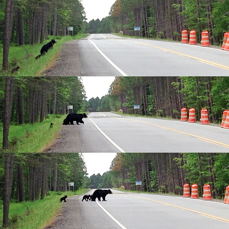 Juliet and cubs cross highway