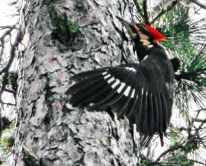  Male Pileated grooming