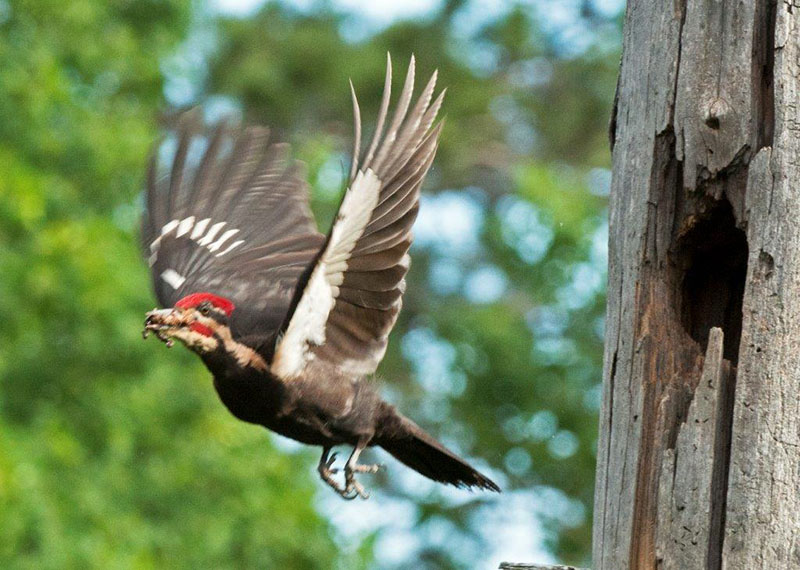 Pileated leaving nest with feces