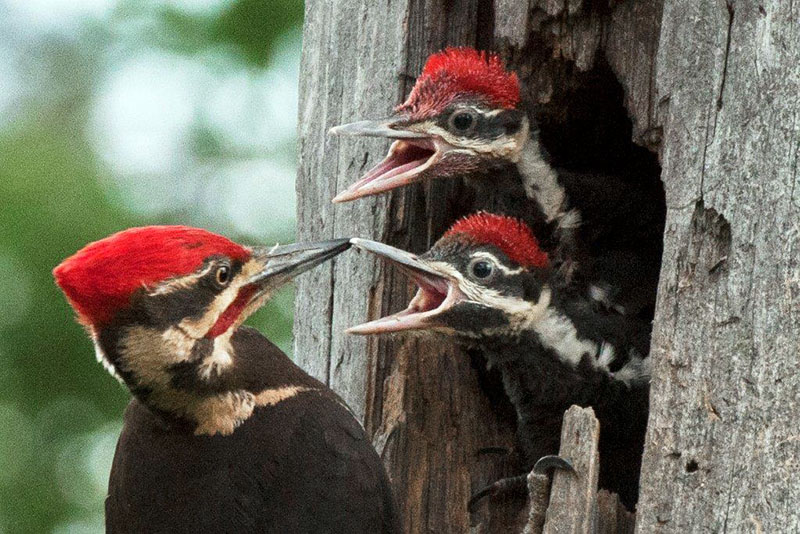 Pileated male with 2 young