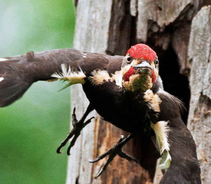 Pileated male leaving nest
