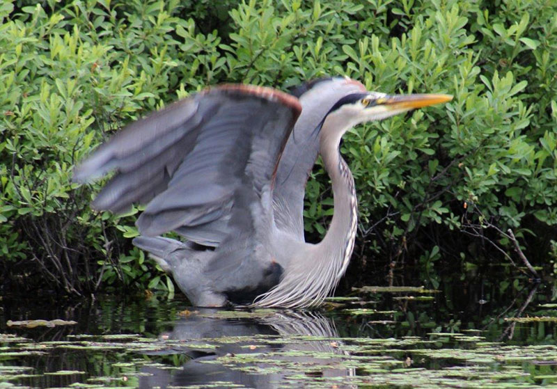 Heron-taking off