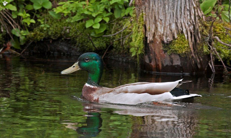 Mallard