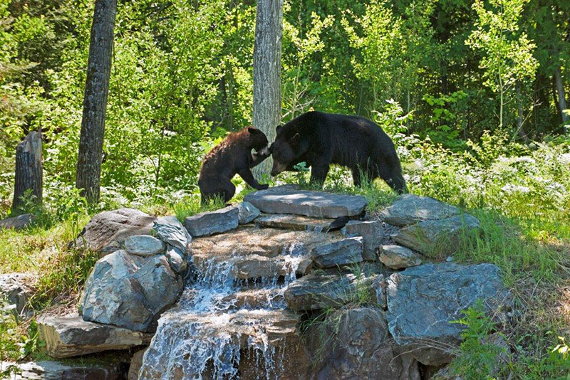 Holly and Lucky playing on falls