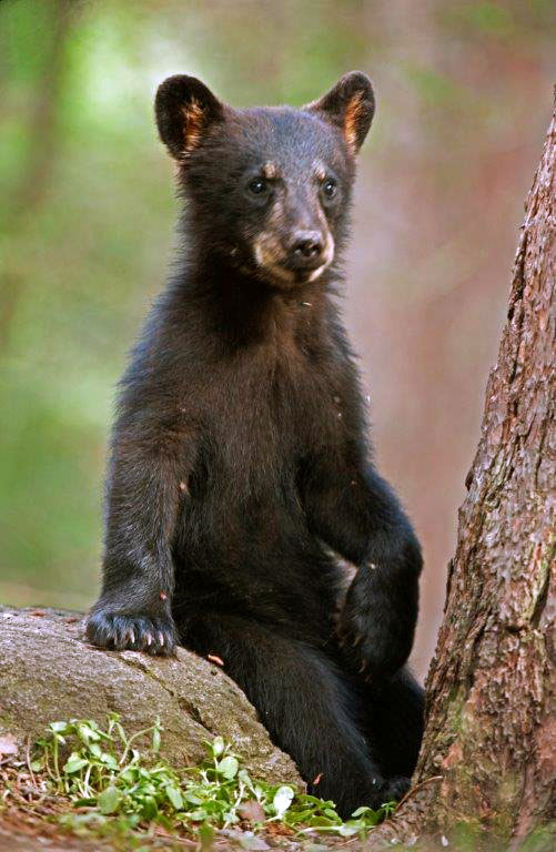Jewel's cub